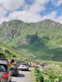 Alpine Flock Blocks the Road: Passenger Leans Out for Photos