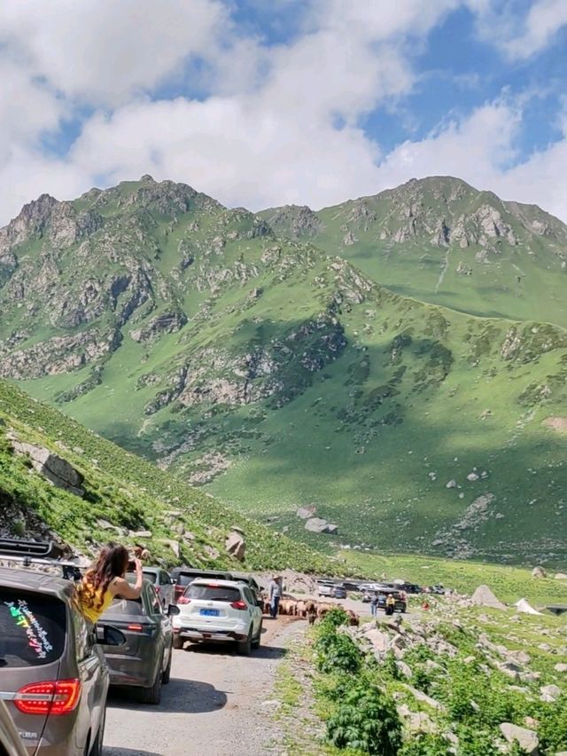 Alpine Flock Blocks the Road: Passenger Leans Out for Photos