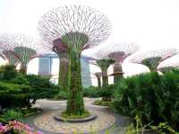 🌟 Supertree Grove – สิงคโปร์ 🌳✨