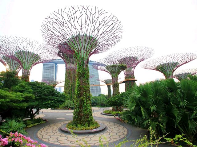 🌟 Supertree Grove – สิงคโปร์ 🌳✨