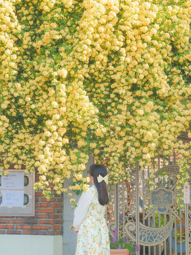 피드로도 기록해보는 창원의 노란빛 순간들💛