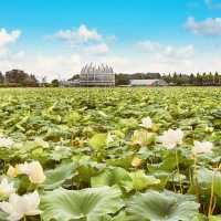 🌸✨ *Hoesan White Lotus Pond (회산 백련지): A Dreamy Sea of Sacred Blossoms* 🏞️💮