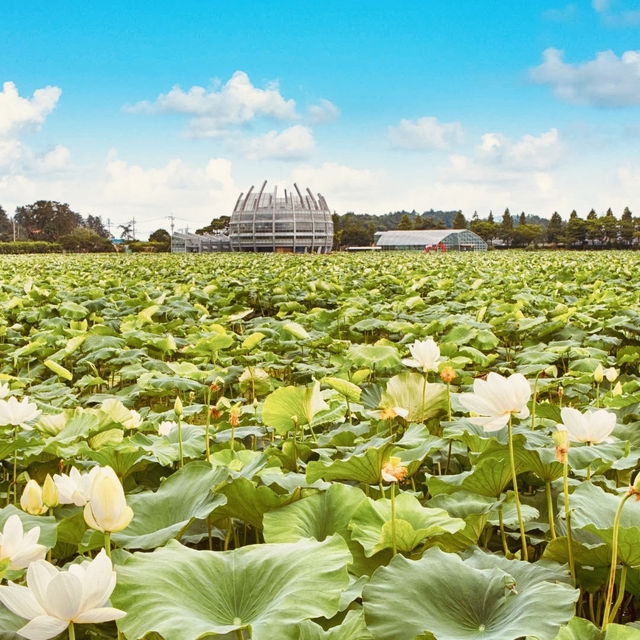 🌸✨ *Hoesan White Lotus Pond (회산 백련지): A Dreamy Sea of Sacred Blossoms* 🏞️💮