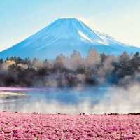 🗻 Escape to Nature: Solo Adventure at Fuji Motosuko Resort! 🌊⛺