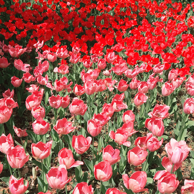 🌸春爛漫!桜と花に彩られる横浜さんぽ:海岸教会からガーデンフェスまで🌷 🌸春爛漫!桜と花に彩られる横浜さんぽ:海岸教会からガーデンフェスまで🌷