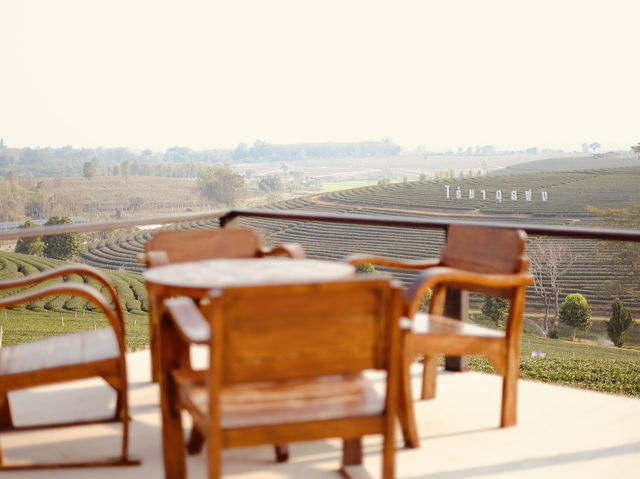 ไร่ชาฉุยฟง** คือสวรรค์ของคนรักธรรมชาติและชาเขียว 