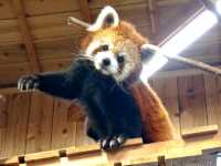 【静岡】距離感0の動物とふれあえる!「伊豆シャボテン動物公園」