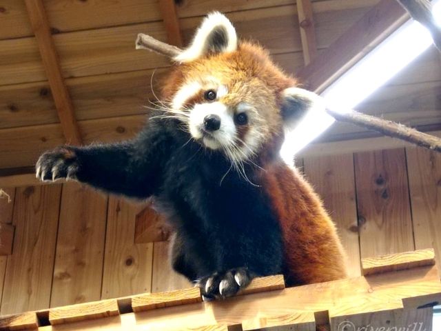 【静岡】距離感0の動物とふれあえる!「伊豆シャボテン動物公園」 【静岡】距離感0の動物とふれあえる!「伊豆シャボテン動物公園」