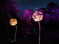 🎆Lightscape Part 1🎆