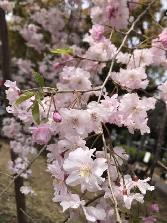 🌷 春の横浜公園 チューリップイベント 2026年予報