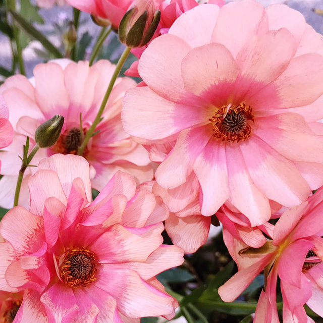 🌷横浜公園のチューリップと近場観光の組み合わせプラン