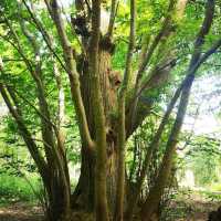 Danes Wood – Woodland Charm in Killerton Estate, Devon
