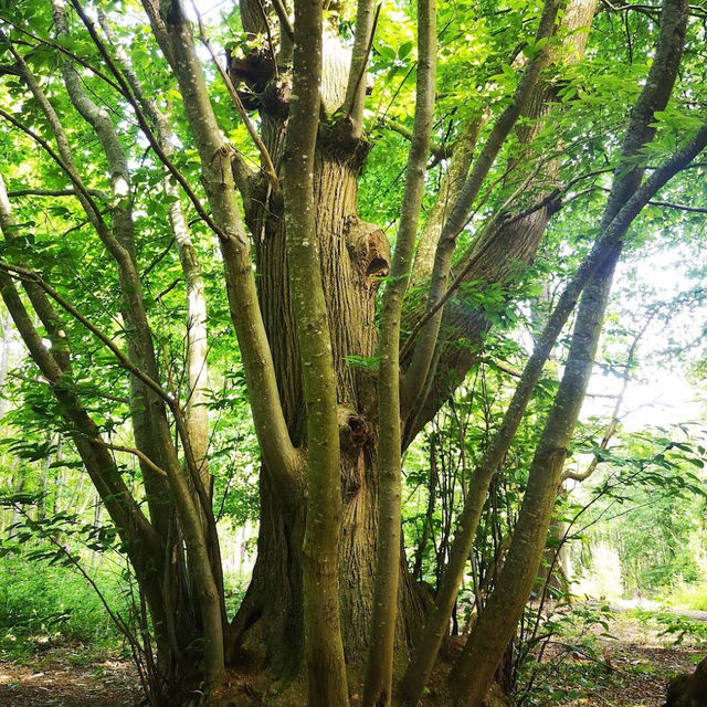 Danes Wood – Woodland Charm in Killerton Estate, Devon