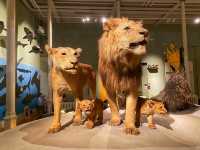 🏛️ Discover Wonders at the National Museum of Scotland ✨