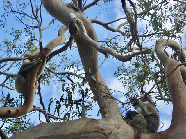 🏖️ Apollo Bay Beach & Wild Koalas at Great Otway National Park 🐨