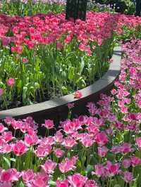 สวนทิวลิป Miracle of Natural จ.ระยอง 🌷🌷🌷