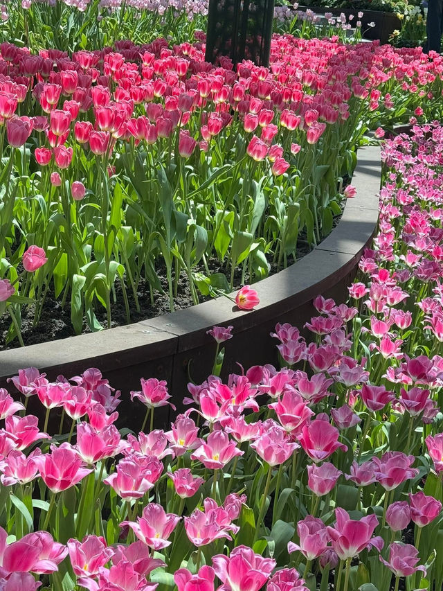สวนทิวลิป Miracle of Natural จ.ระยอง 🌷🌷🌷