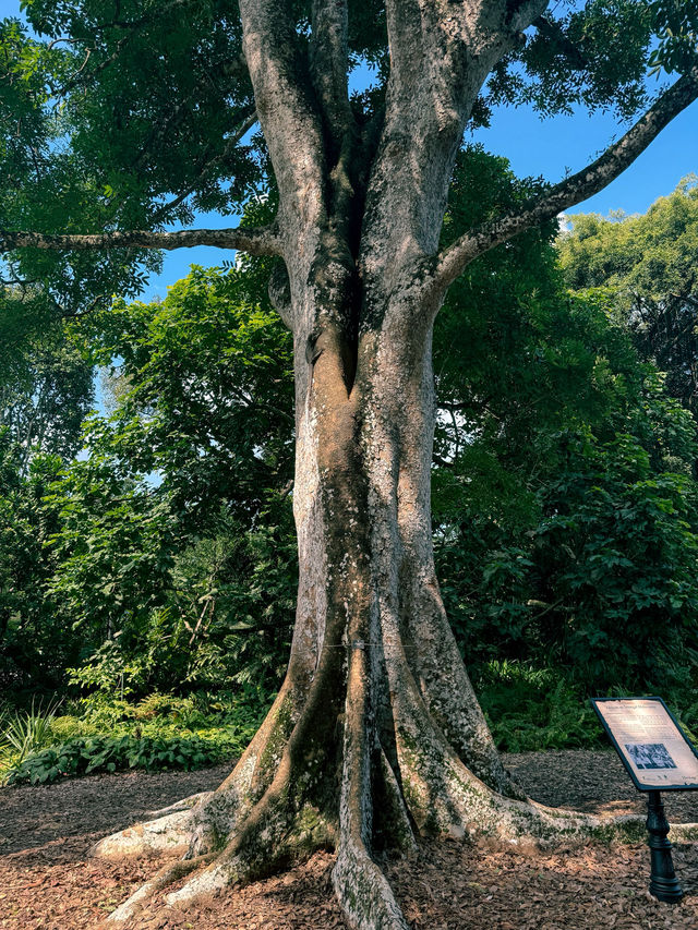 新加坡 4日3晚 游 新加坡 4日3晚 游
