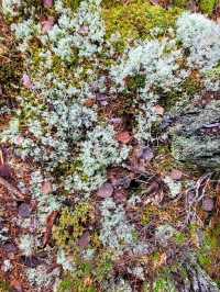 🌲 Nuuksio National Park – Finland’s Wild Heart, Just Minutes from Helsinki