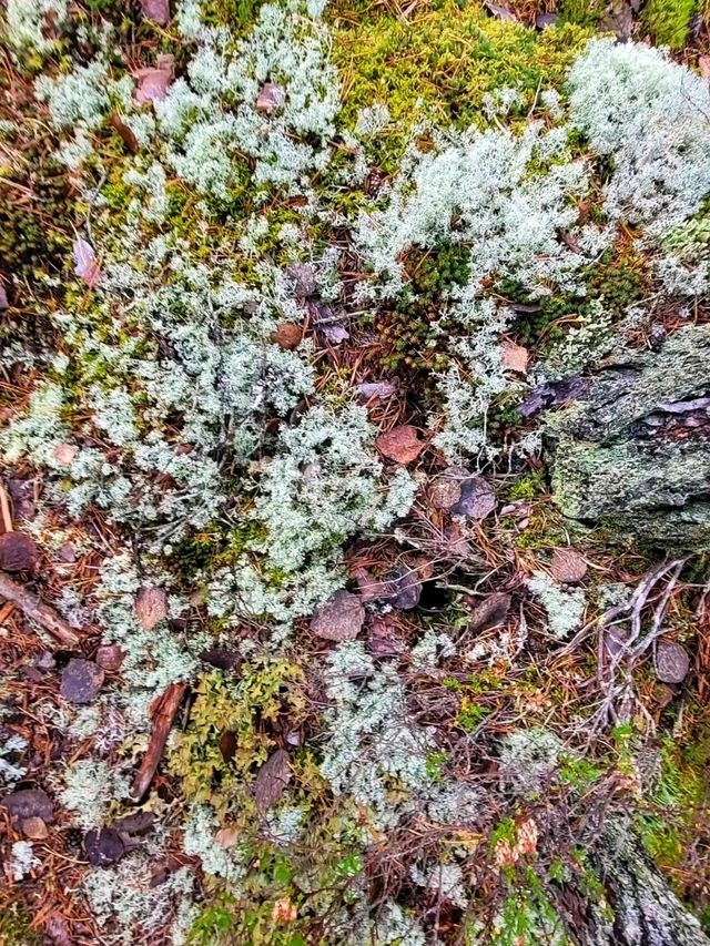 🌲 Nuuksio National Park – Finland’s Wild Heart, Just Minutes from Helsinki