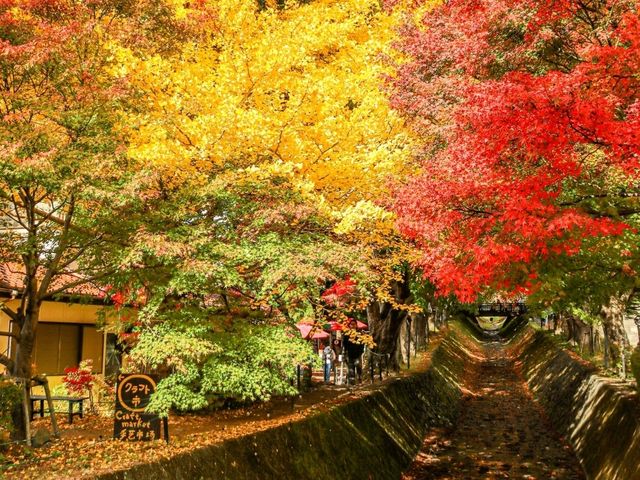 富士山と紅葉🗻🍁この景色はずるい！