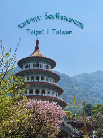 台灣櫻花盛開🌸