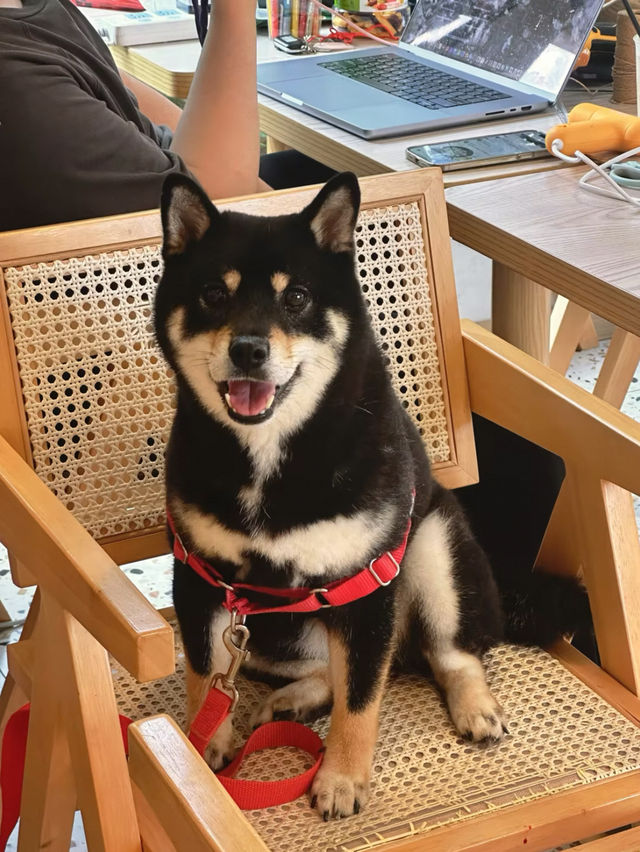 珠海慢活三日遊|犬禾民宿斗門御溫泉店狗貓友好住宿·田園美景Chill住享溫泉 珠海慢活三日遊|犬禾民宿斗門御溫泉店狗貓友好住宿·田園美景Chill住享溫泉