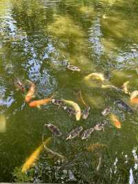 在美國🇺🇸最不美國的地方—-德州的城市綠洲🍃快點記錄下來！