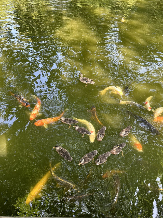 在美國🇺🇸最不美國的地方—-德州的城市綠洲🍃快點記錄下來！