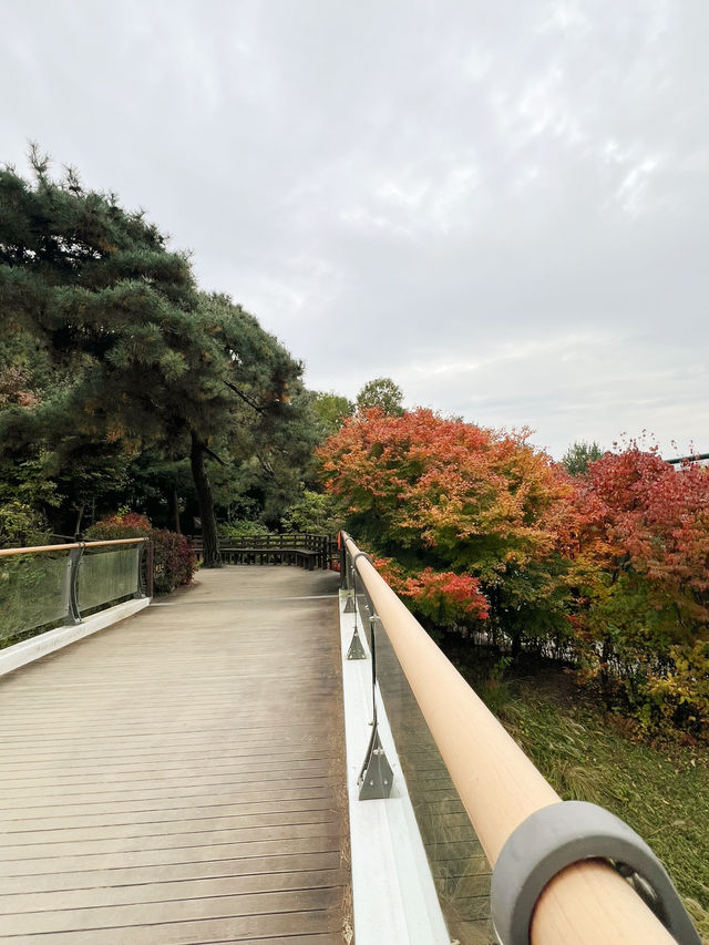 🍁걷고 또 걷고, 둘레길 걷기