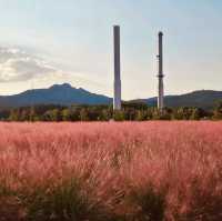 Nari Park (나리공원) – The Dreamy Pink Muhly Sea