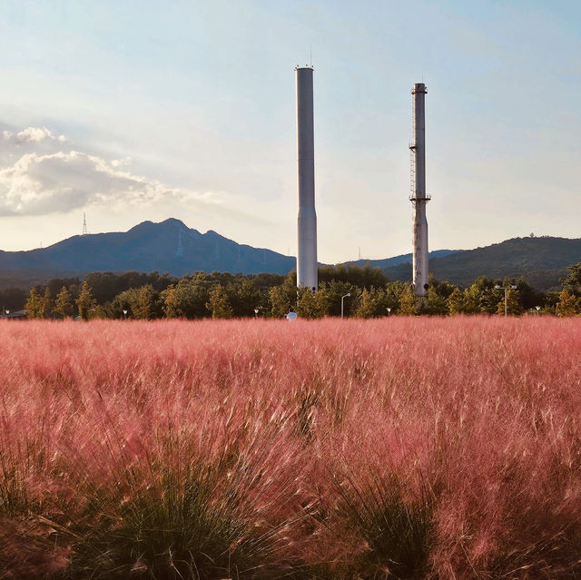 Nari Park (나리공원) – The Dreamy Pink Muhly Sea Nari Park (나리공원) – The Dreamy Pink Muhly Sea