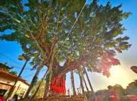 蹒跚小旅人:在南雄的鎏金童话里,接住整个秋天