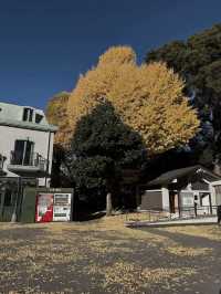 Tokyo’s Ueno Park: Autumn Feels & Family Vibes 🍁✨