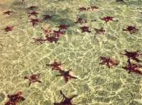 越南🇻🇳海星沙灘