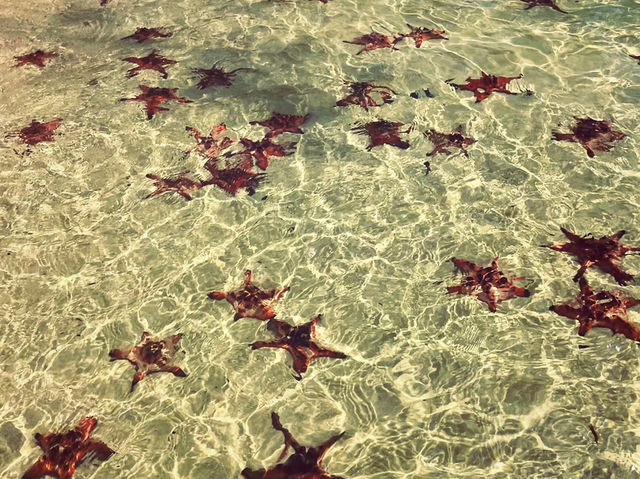 越南🇻🇳海星沙灘 越南🇻🇳海星沙灘