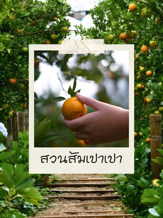 🍊 Visiting Paopao's orange orchard in winter.