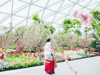 #arrivalguide  

Singapore stopover made FUN! 🇸🇬✈️ If you’re passing through Singapore Changi Airport, don’t just lay low at your gate—this airport is a destination all by itself.

Top Spots to Visit INSIDE Changi Airport:
🌳 Jewel Changi - 78 Airport Blvd, open 24 hrs.
Don’t miss the Rain Vortex, the world’s tallest indoor waterfall. Snap content for days and cool off from the Singapore humidity. The Canopy Park up top is perfect for families, while Shiseido Forest Valley is totally wander-worthy.
🦋 Butterfly Garden (Terminal 3, Level 2)
Open 24 hours. A unique indoor butterfly garden with over 1,000 butterflies—legit magical for a layover boost.
🍜 Gourmet Eats Galore - Terminal 1-4
Whether it’s a kaya toast set at Ya Kun, laksa at the Food Gallery (T3), or the much-hyped Shake Shack (Jewel), you’ve got tastebud adventures without ever leaving the terminal.
🛍️ Unbeatable Duty-Free Shopping
From electronics to high-end brands, get your shopping fix with zero tax stress.

My Stopover Tips:
Pack a swimsuit! There’s an airport rooftop pool (T1, open 12-10pm, from S$17).
Download Changi’s app to track your flight or find quick eats.
If you have 5+ hours, book the free Singapore city tour right at the airport.

Getting Around Changi: The free Skytrain shuttles connect terminals quickly, so hop on to explore.

#ChangiAirport  #SingaporeLayover  #TravelTips  #JewelChangi  #AirportEats 