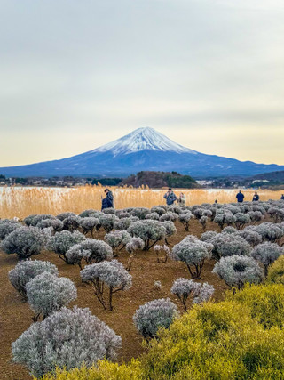 🗻🌸 只有在大石公園才能欣賞到如此壯麗的河口湖景色。
如果您正在遊覽河口湖,想要將富士山、湖泊和自然風光盡收眼底,
那就趕緊在地圖上標記大石公園吧! 📸
在晴朗的日子裡,富士山清晰可見。
尤其是在花期,前景中絢麗的色彩會讓您的照片更加動人。
這是遊覽河口湖時不容錯過的景點之一。
因為有時候,您專程前來觀賞富士山,
卻會忍不住駐足欣賞,久久不願離去! 😂🗻
📍 大石公園,河口湖,山梨縣 🇯🇵
#大石公園 #河口湖 #富士山 #日本旅行 #遊覽日本