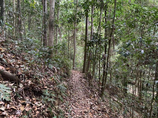 Kondalilla National Park 🌳🌴