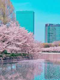Osaka Castle park full of   cherry blossom 🌸