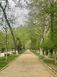 Usual Stroll along University Boulevard 