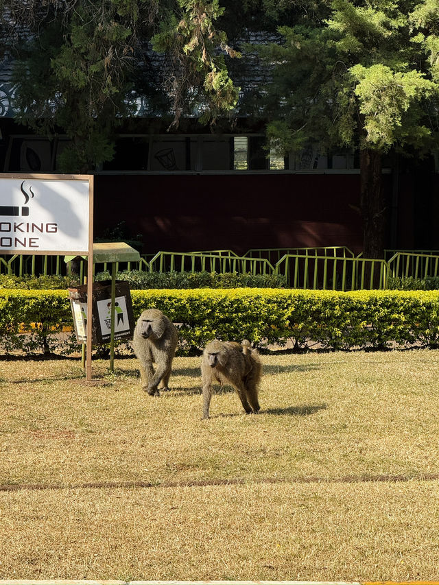 Bomas of Kenya – Where Kenya’s Cultures Come Alive 🛖
