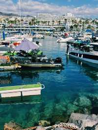 🌊 Ocean Magic: Dolphin and Whale Watching in Tenerife!