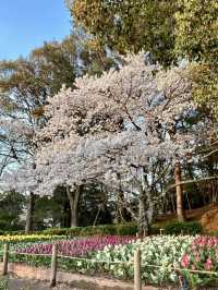 Spring Colors at Kagawaken Kimbuchi Forest Park