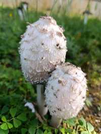 Mushroom Picking In Azerbaijan!
