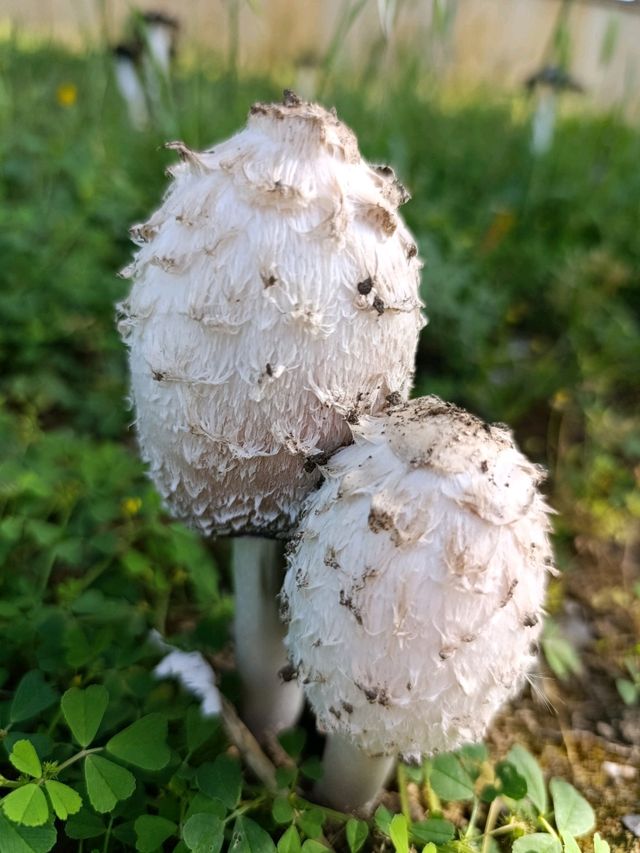 Mushroom Picking In Azerbaijan!