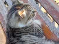 貓奴們🐈快來伊斯坦堡轉機吧～🐈‍⬛