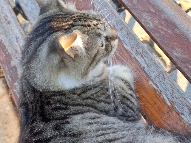 貓奴們🐈快來伊斯坦堡轉機吧～🐈‍⬛