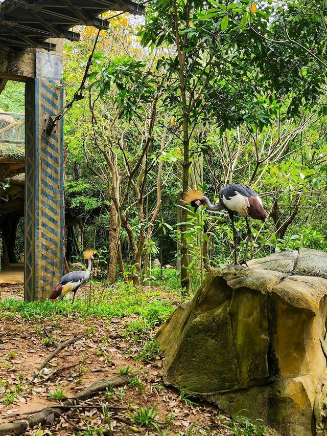 A morning with giraffes at Vinpearl Safari Phu Quoc